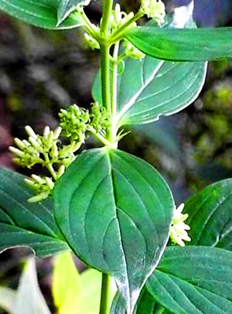 Dimetia hedyotidea — related species from the same genus