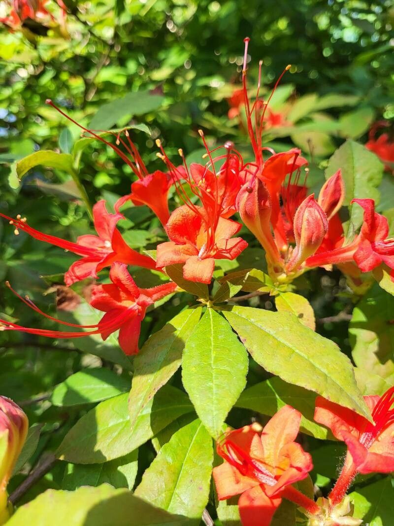 Rhododendron prunifolium — search result for 'Azalea'
