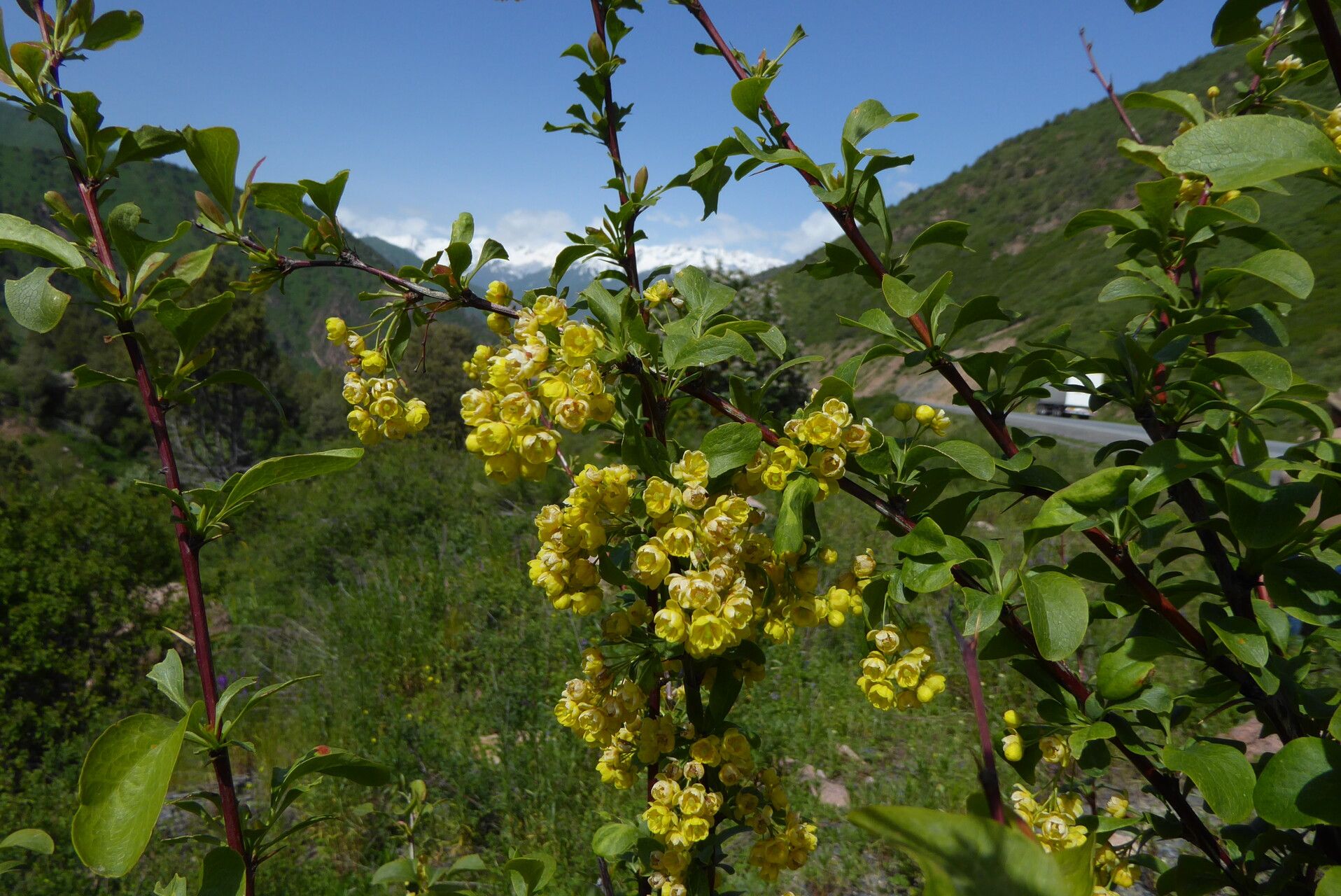 Berberis heteropoda flower