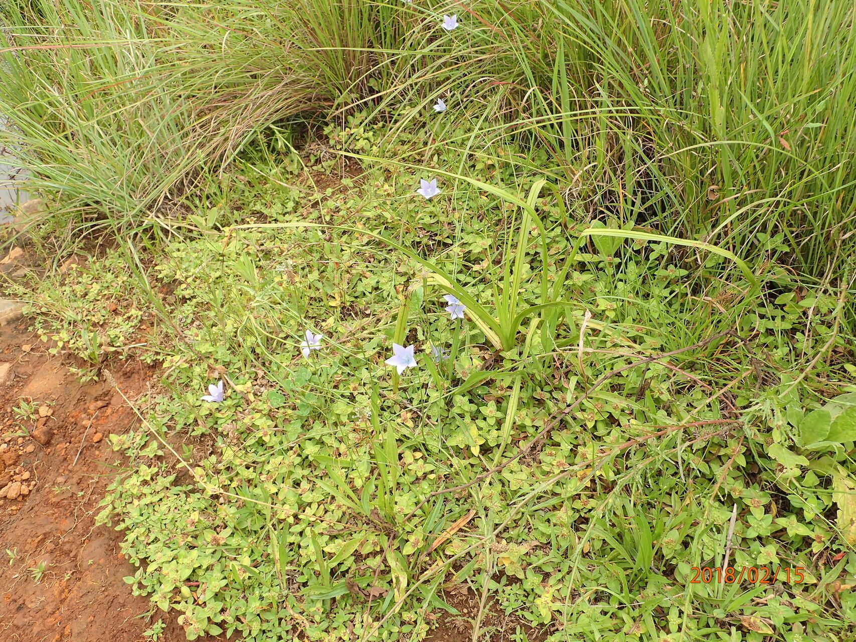 Wahlenbergia krebsii habit
