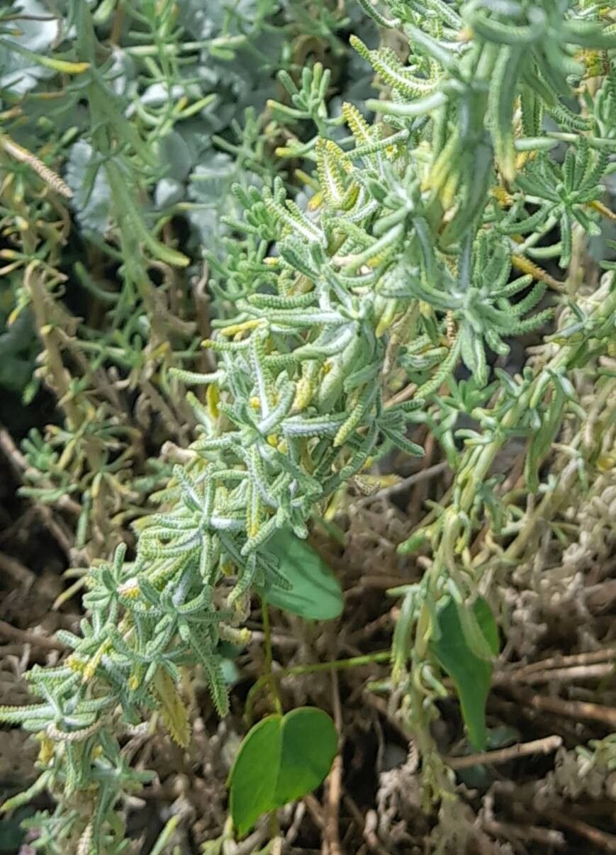Achillea vermicularis — search result for 'Achillea'