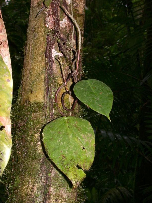 Peperomia hernandiifolia bark