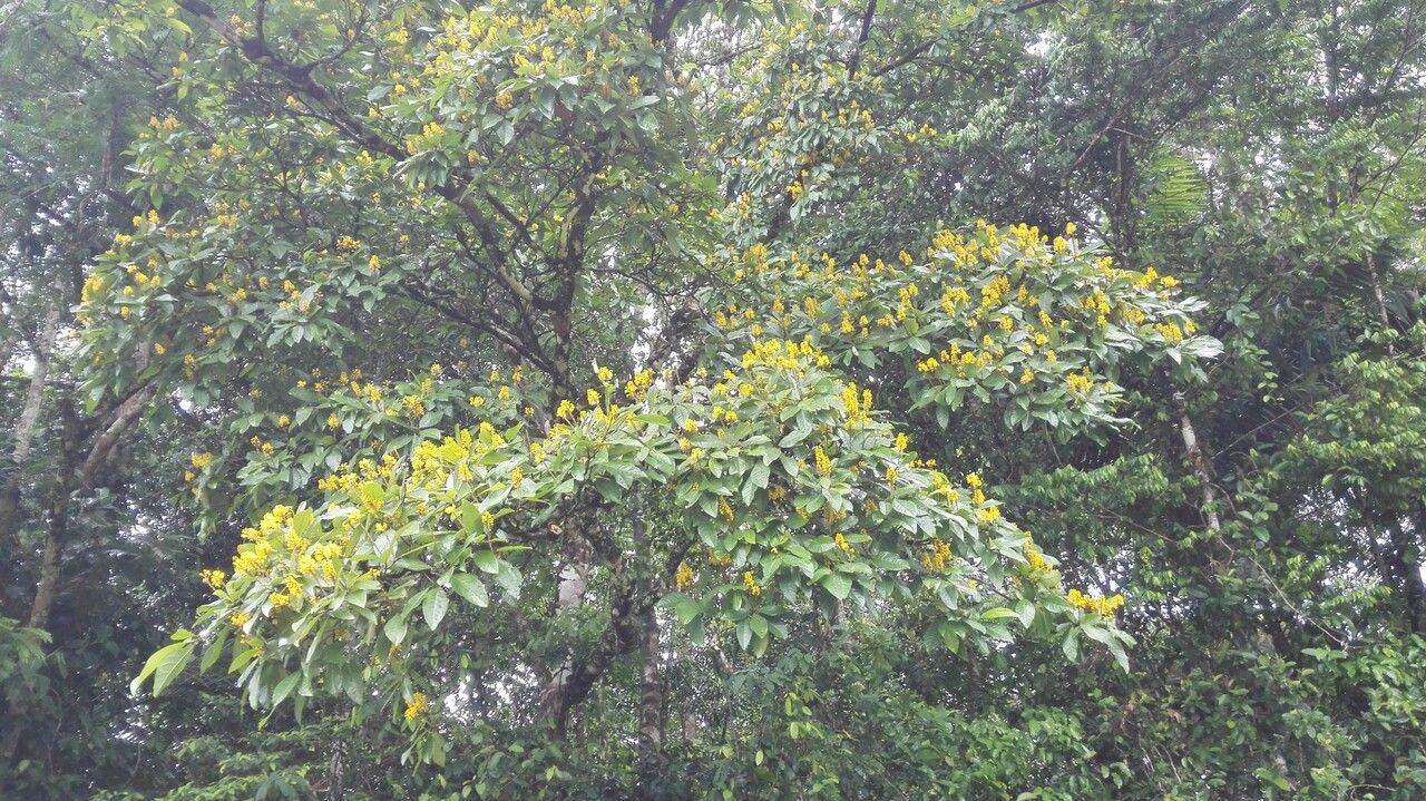 Byrsonima arthropoda habit