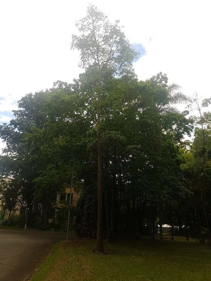Calycophyllum spruceanum habit