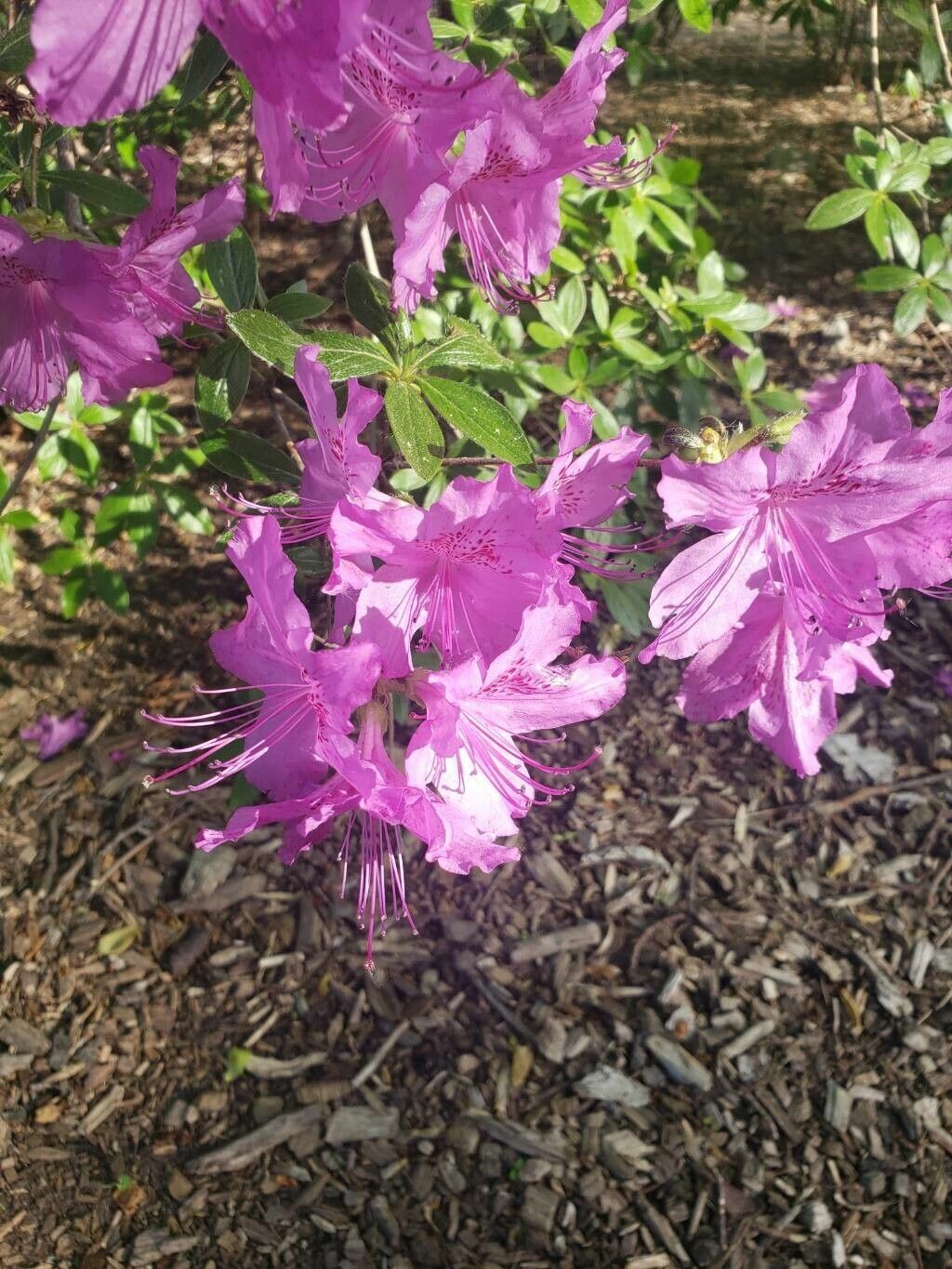Rhododendron yedoense flower