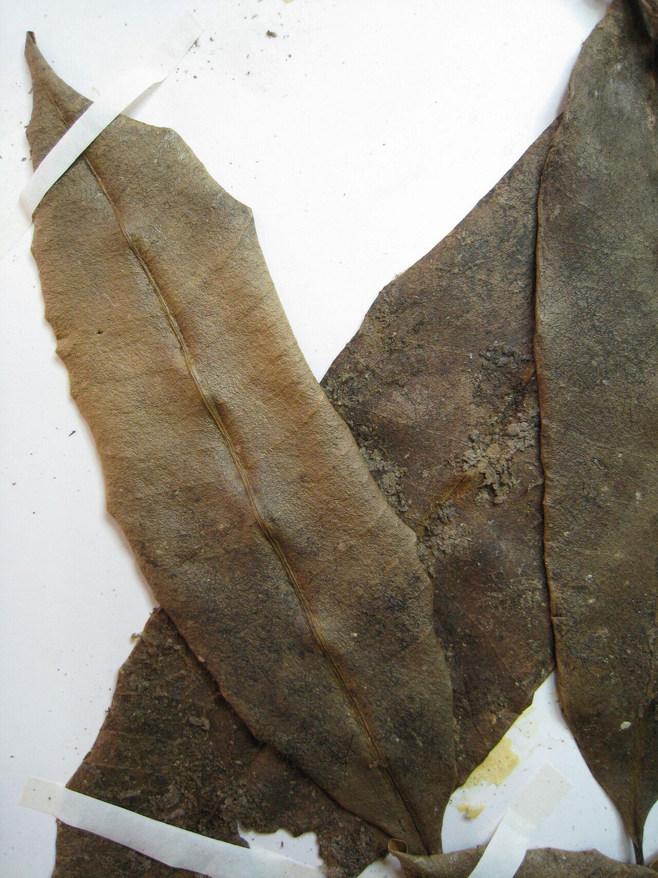 Salacia duckei — houseplant care guide