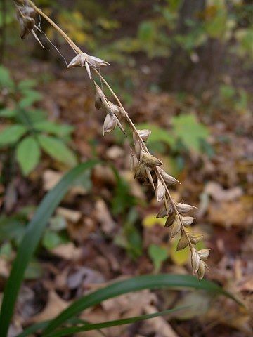 Cutandia divaricata — related species from the same genus