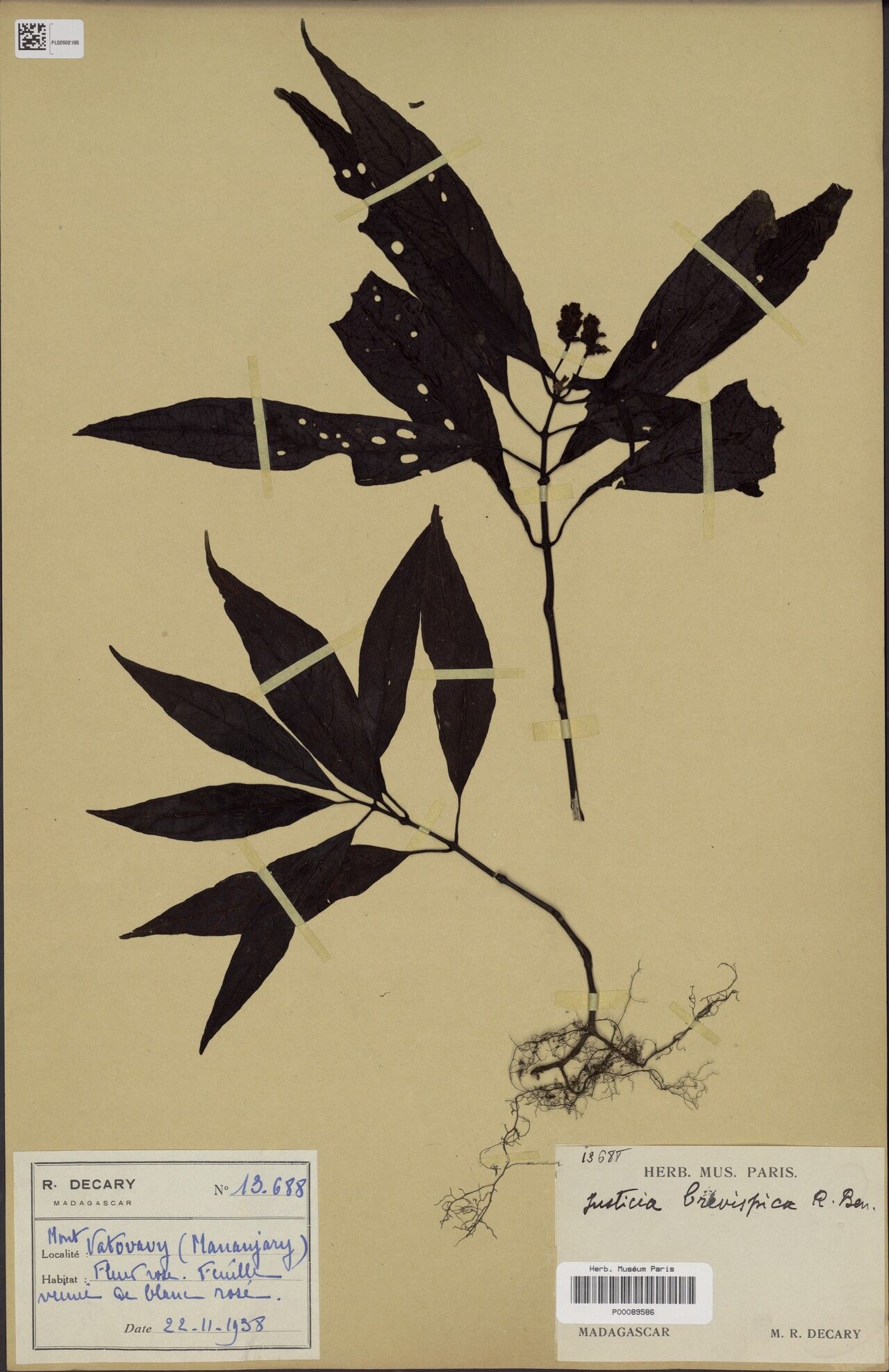 Justicia brevispica — houseplant care guide