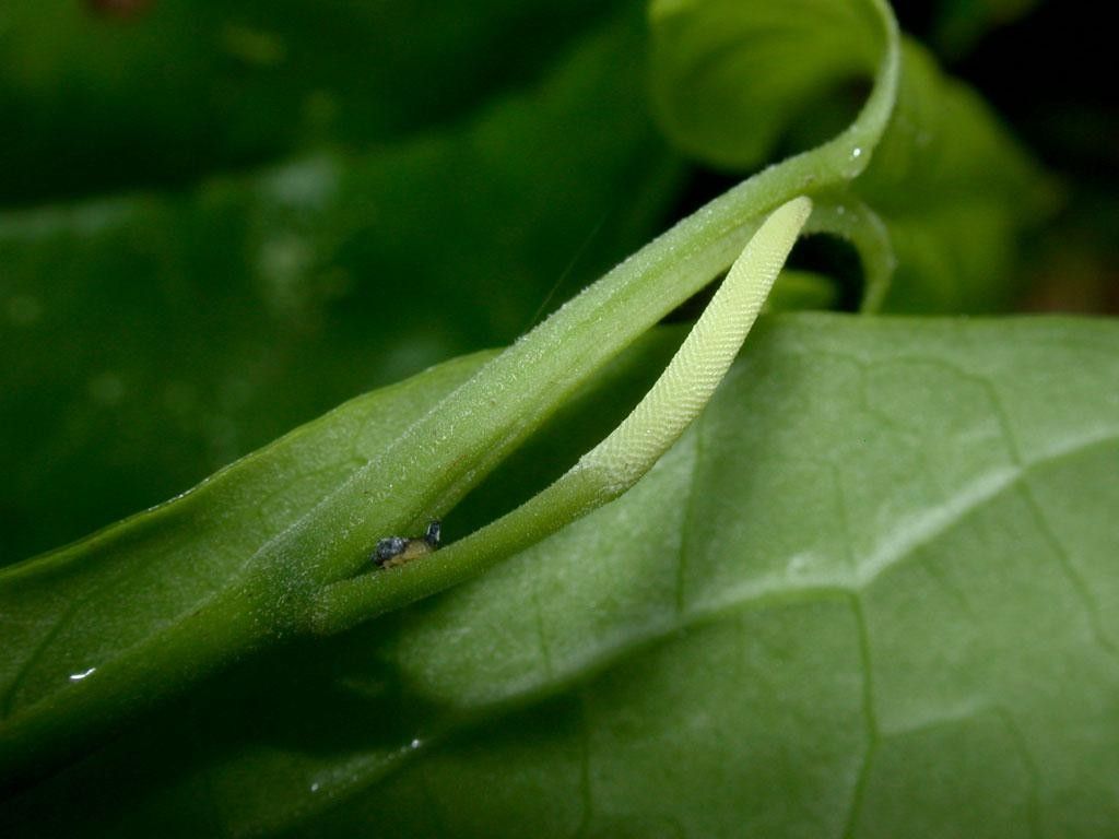 Piper multiplinervium bark
