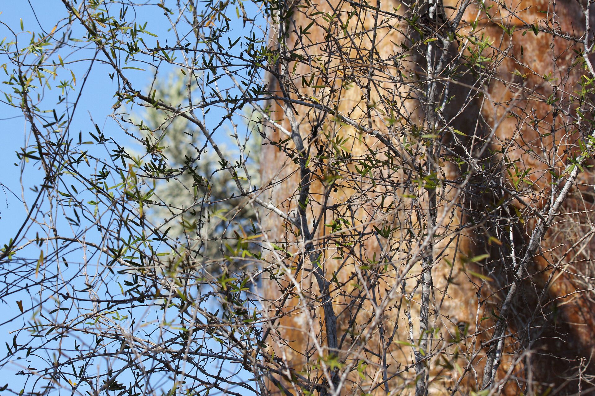 Mundulea micrantha — houseplant care guide