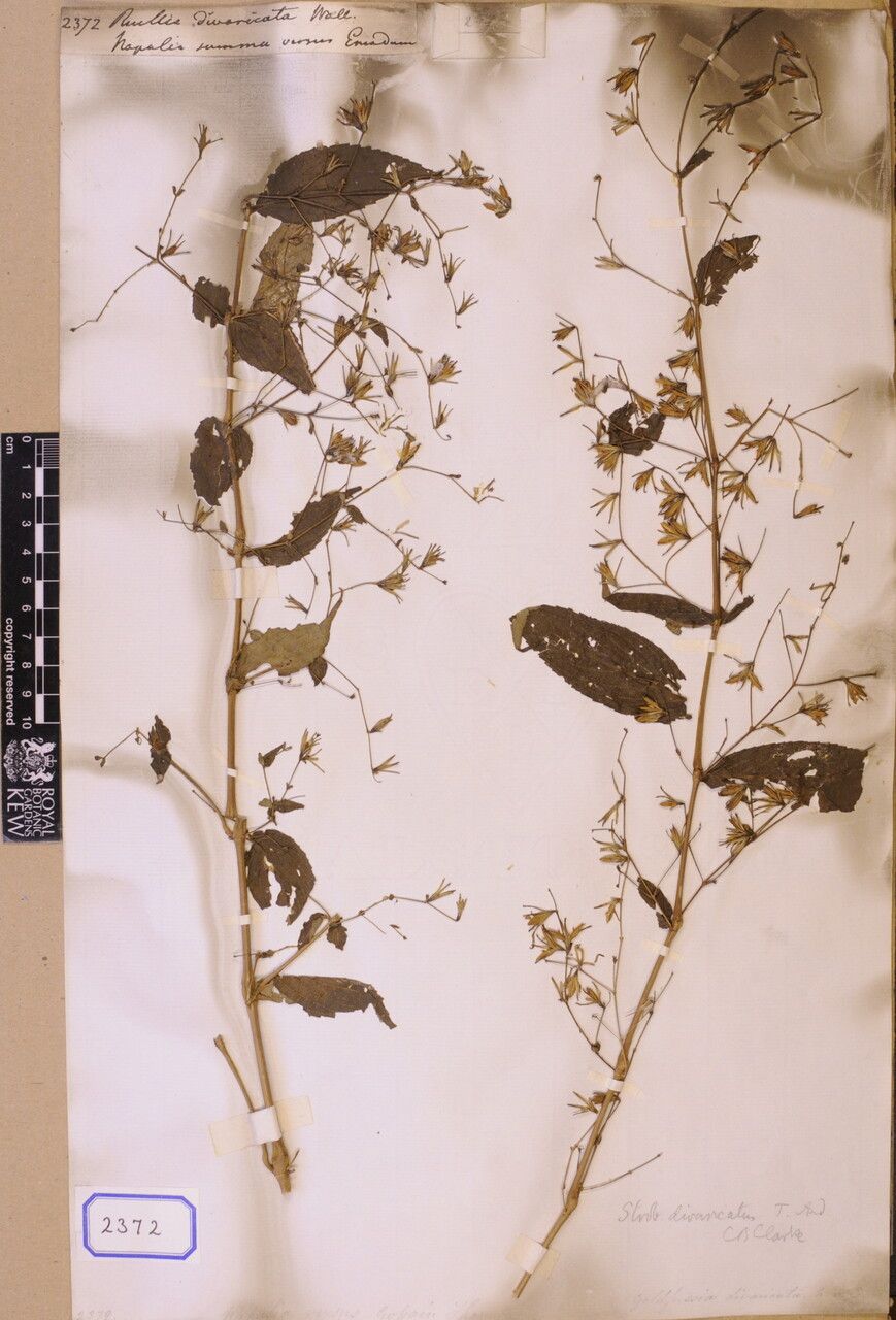 Strobilanthes divaricata other