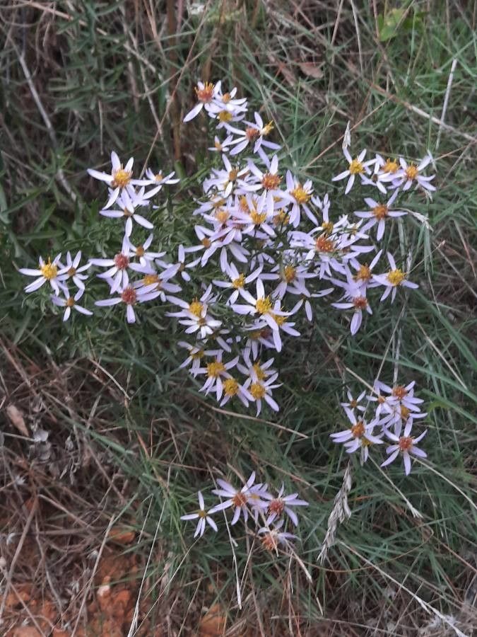 Galatella sedifolia flower