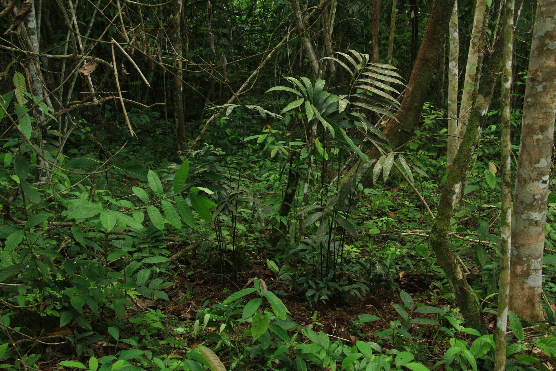 Zamia amazonum habit