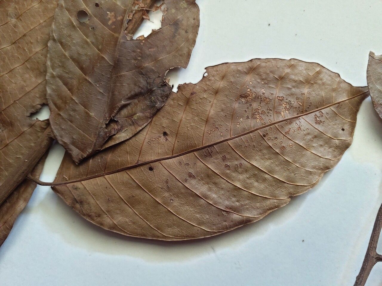 Thyrsodium puberulum leaf