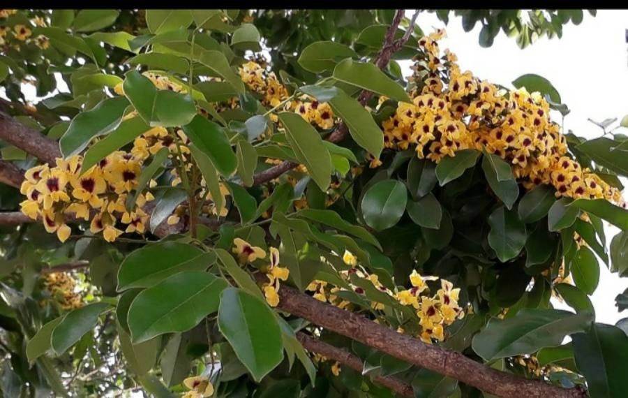 Pterocarpus violaceus flower