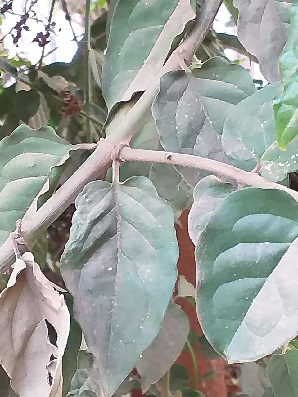 Jasminum kerstingii bark