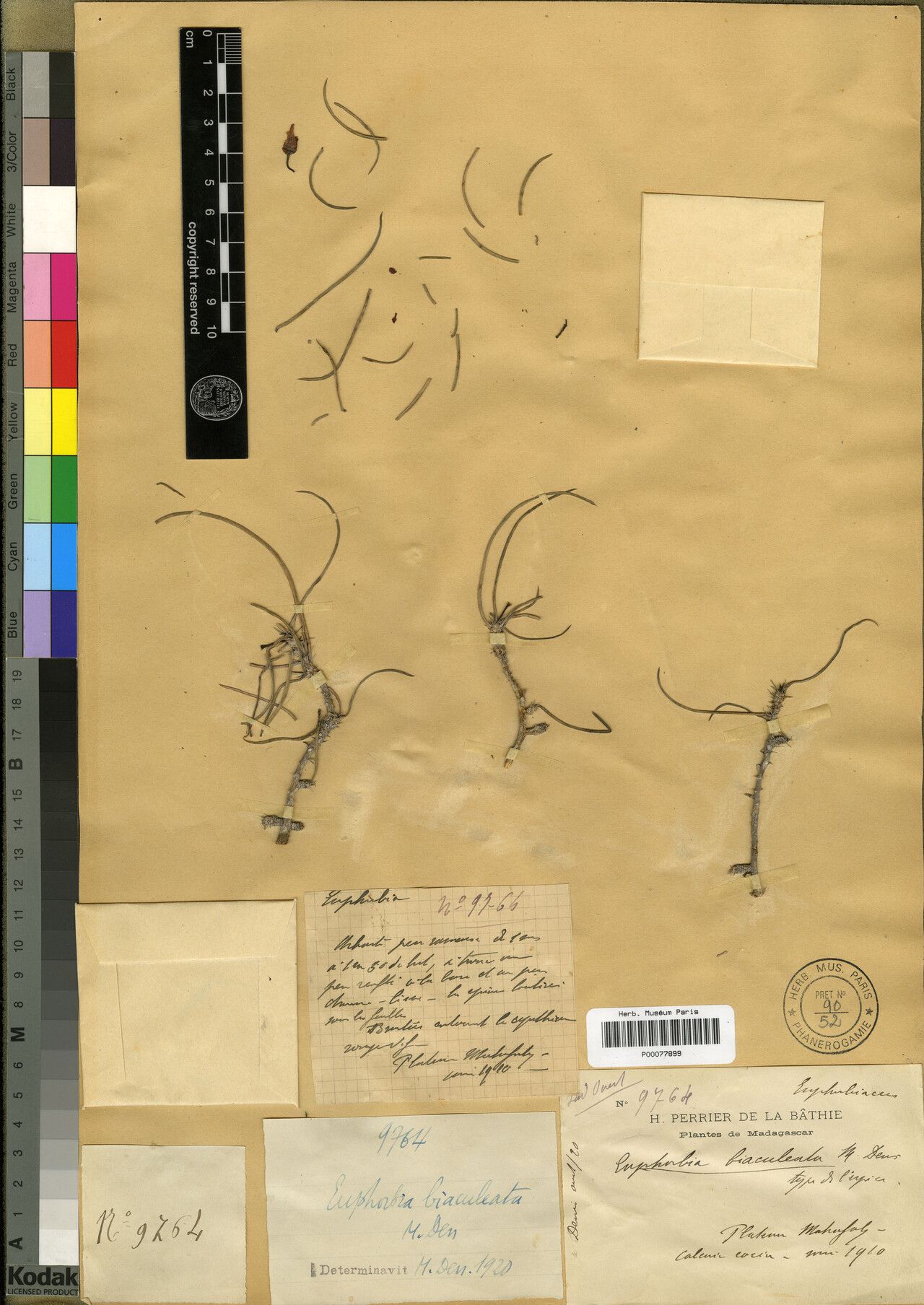 Euphorbia biaculeata — houseplant care guide