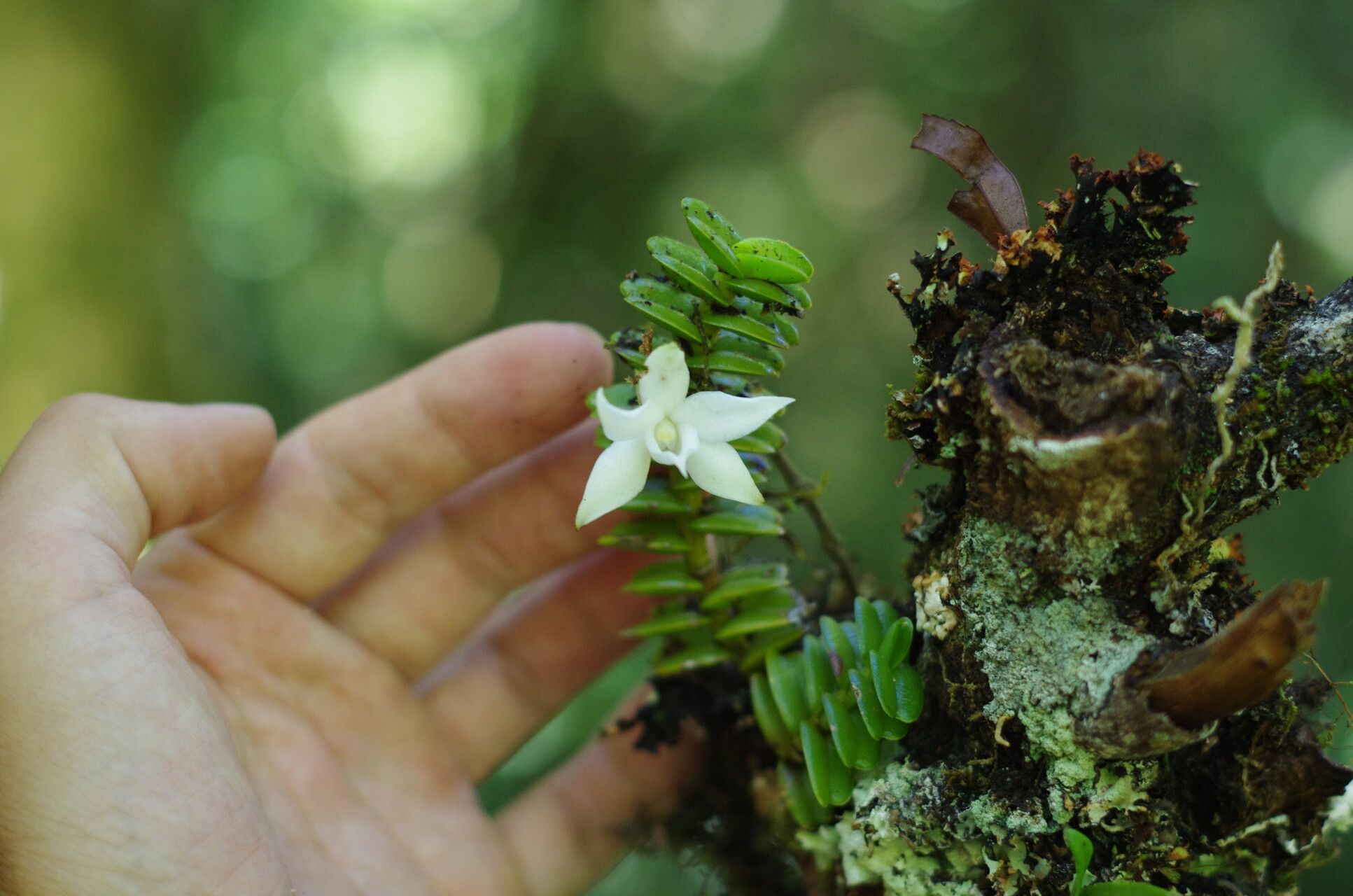 Angraecum oblongifolium flower