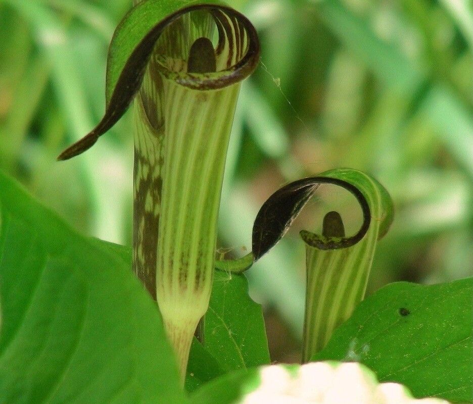 Arisaema tortuosum flower