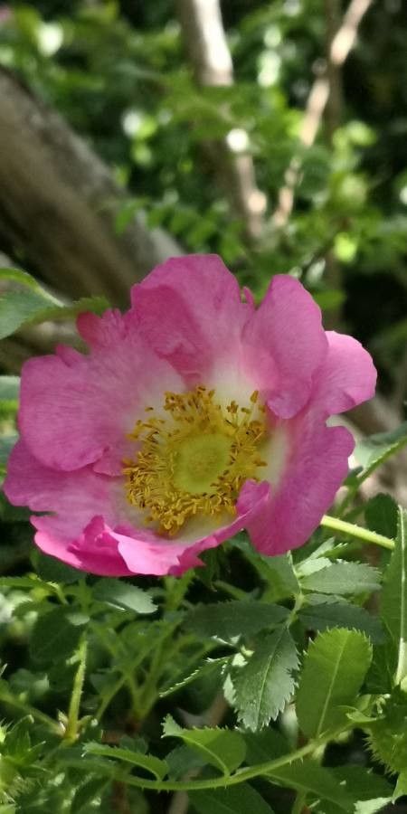 Rosa roxburghii flower