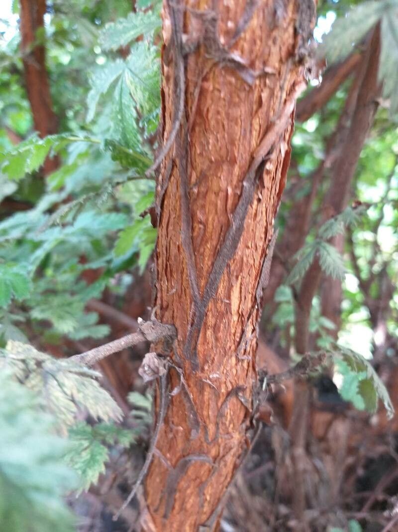 Leucosidea sericea bark