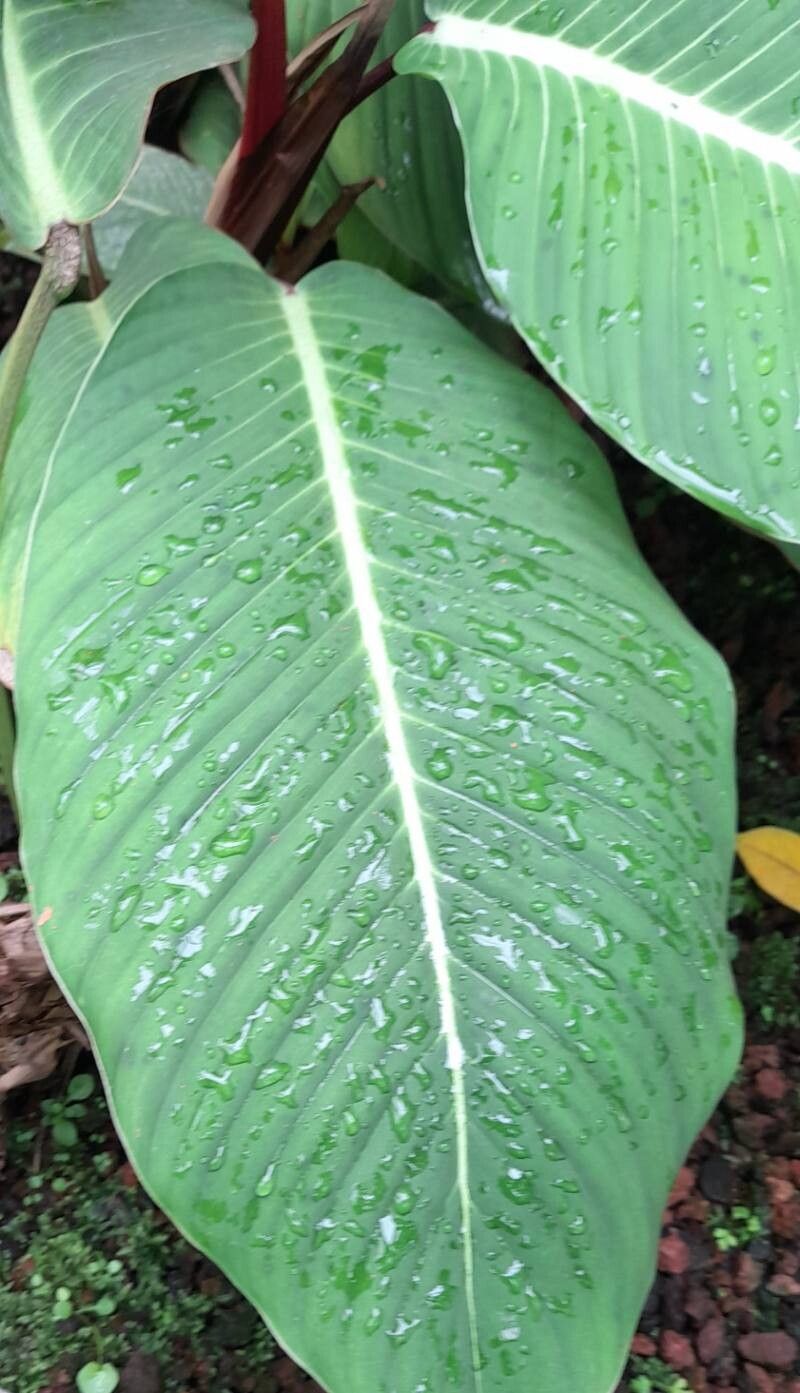 Philodendron geniculatum — houseplant care guide