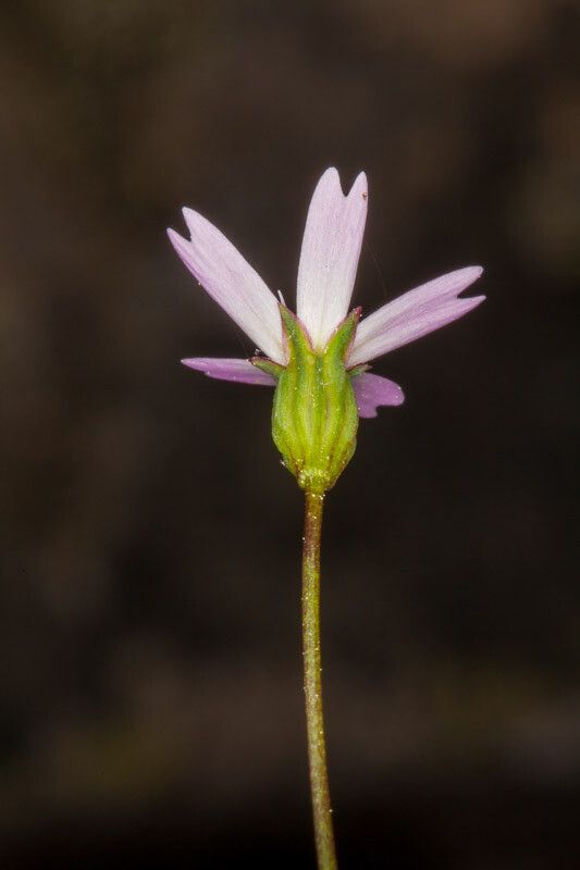 Eudianthe laeta bark