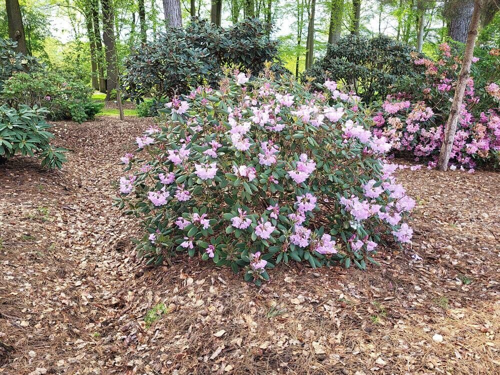 Rhododendron qiaojiaense habit