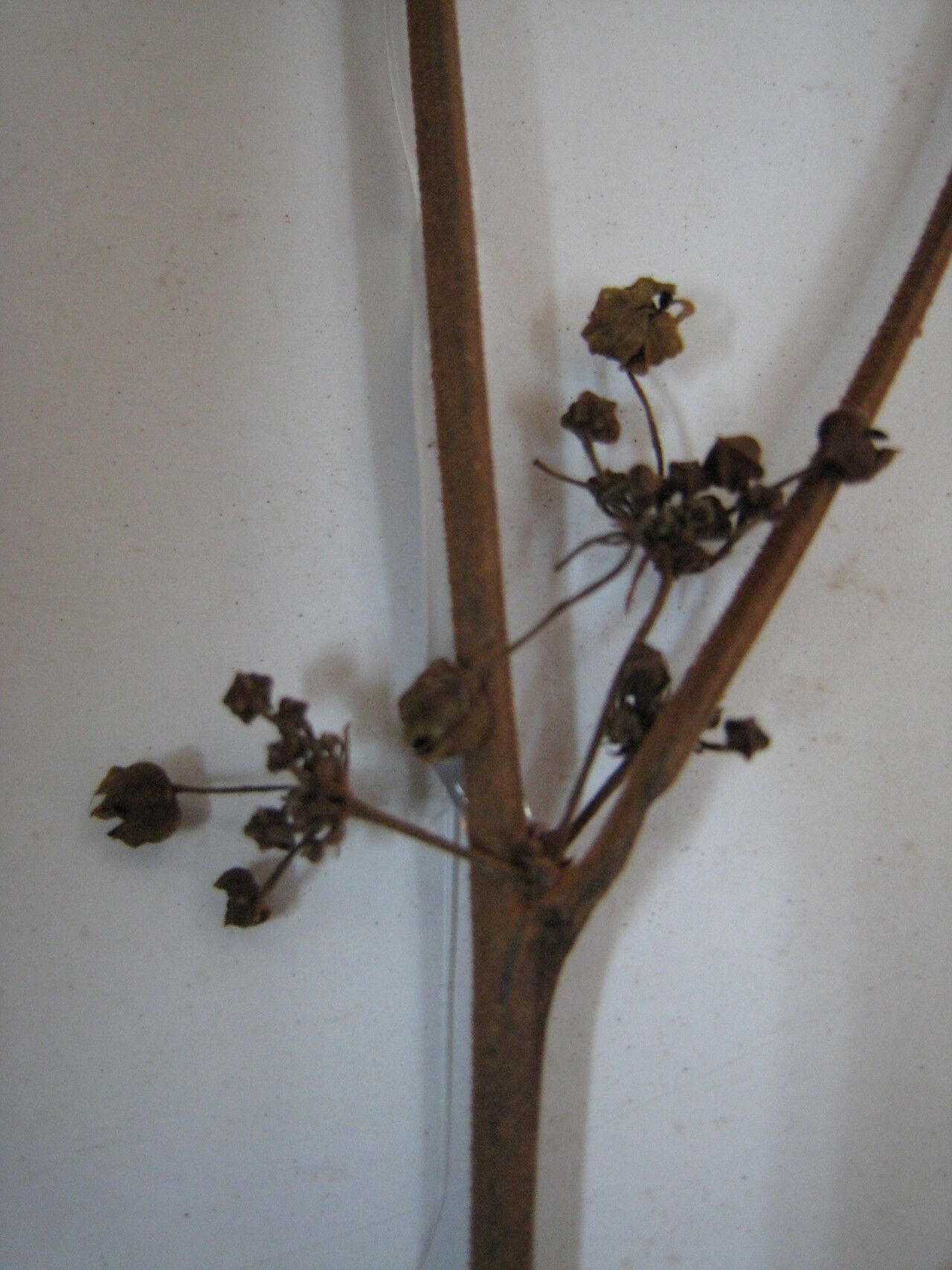 Ayenia byttnerioides other