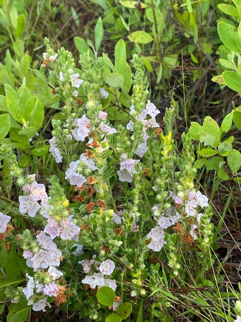 Kalmia hirsuta habit