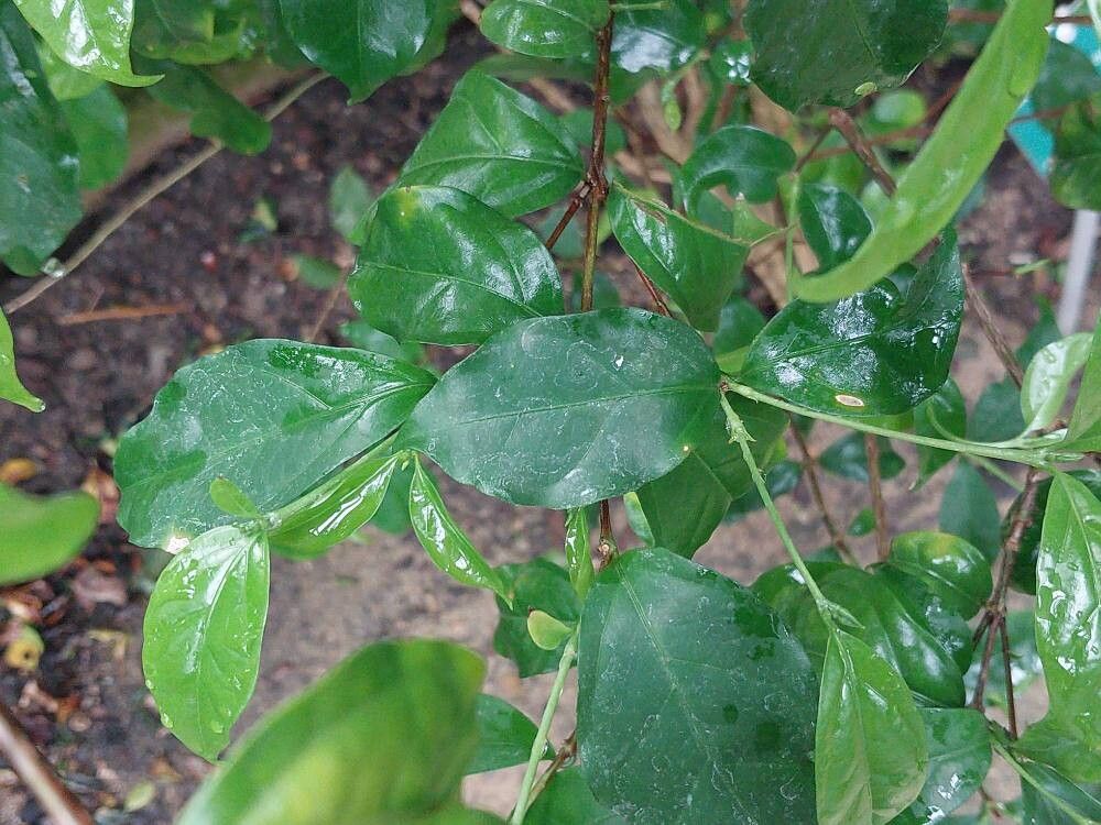 Coffea ebracteolata — houseplant care guide