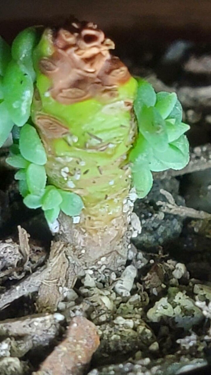 Sedum spathulifolium bark
