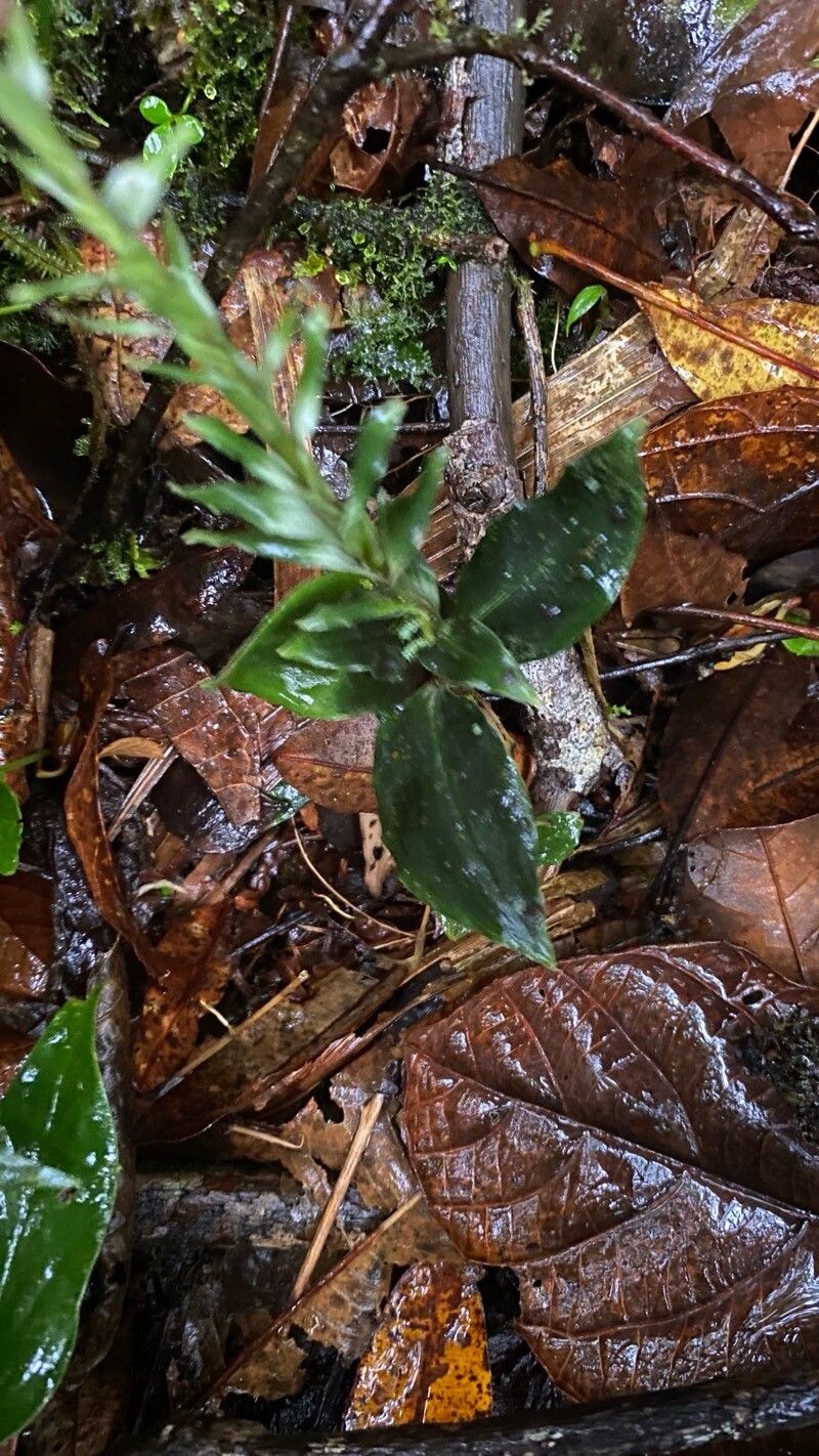 Goodyera fimbrilabia — related species from the same genus