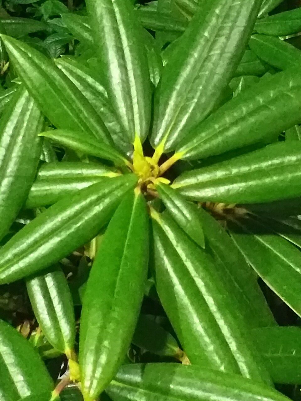 Rhododendron hyperythrum — houseplant care guide