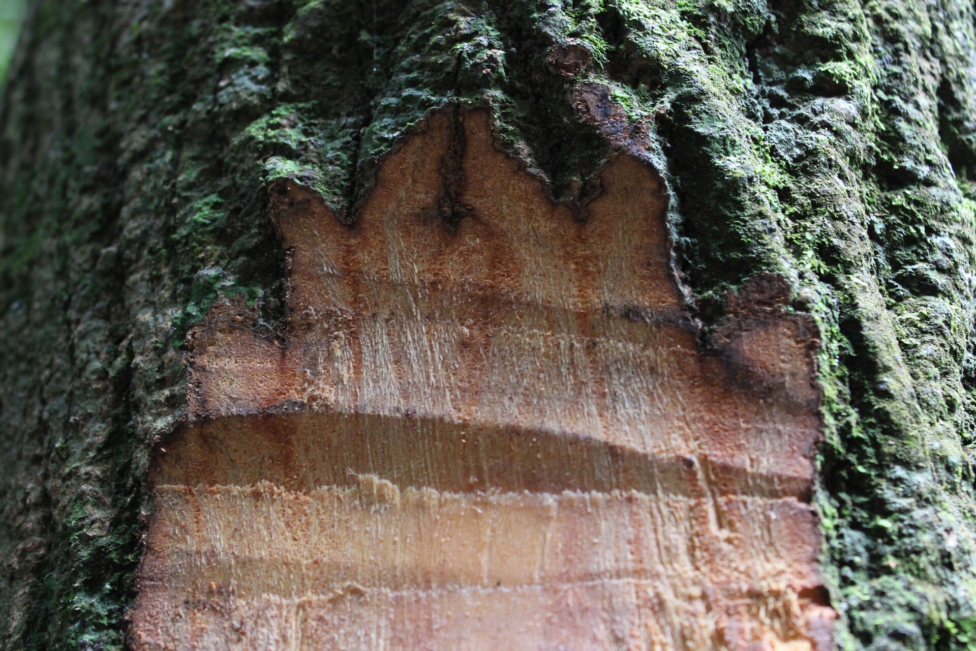 Duguetia barteri bark