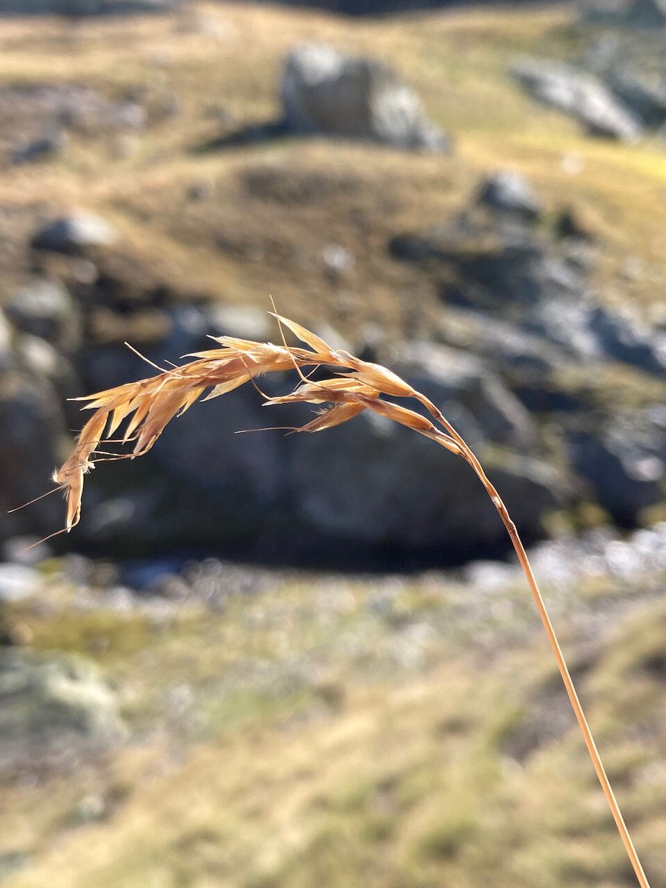 Helictotrichon sedenense flower