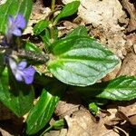 Ajuga reptans