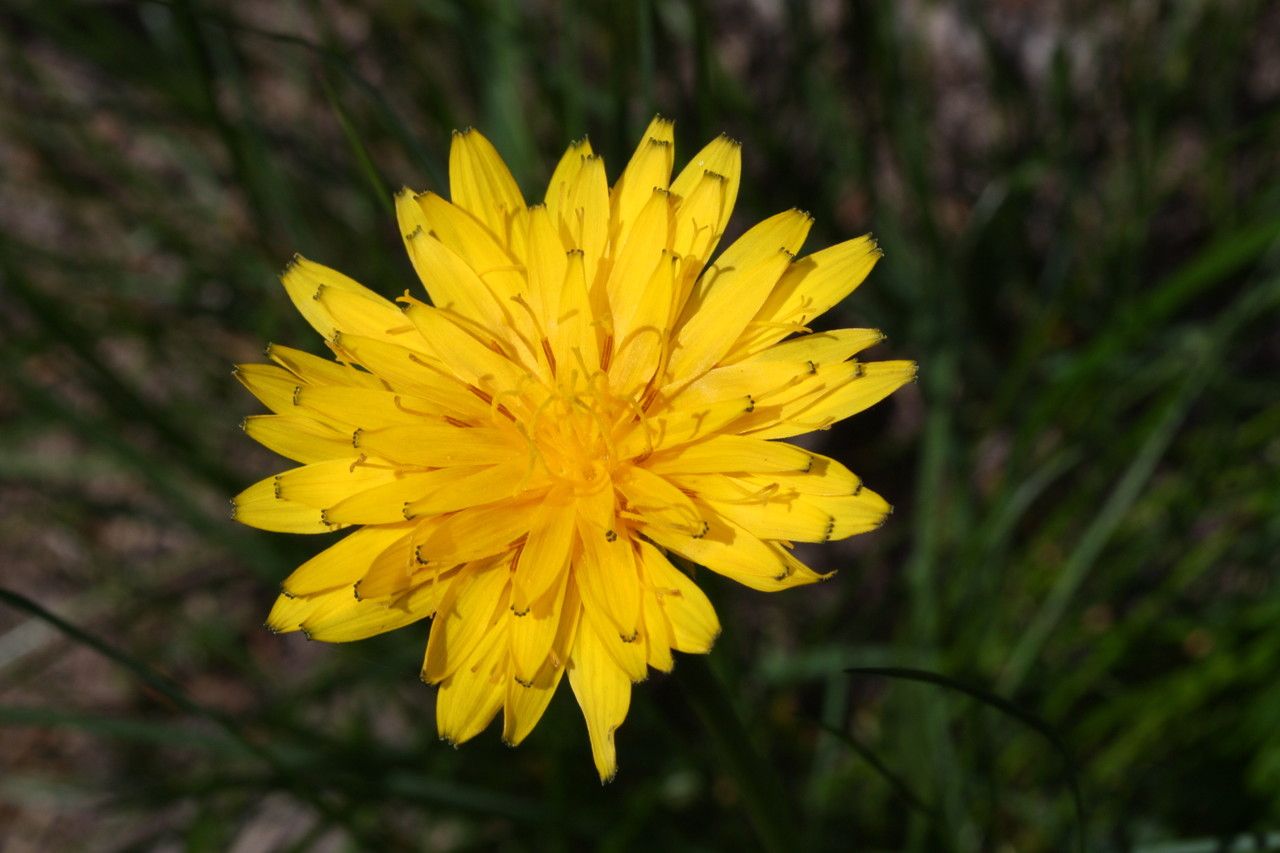 Microseris alpestris — related species from the same genus