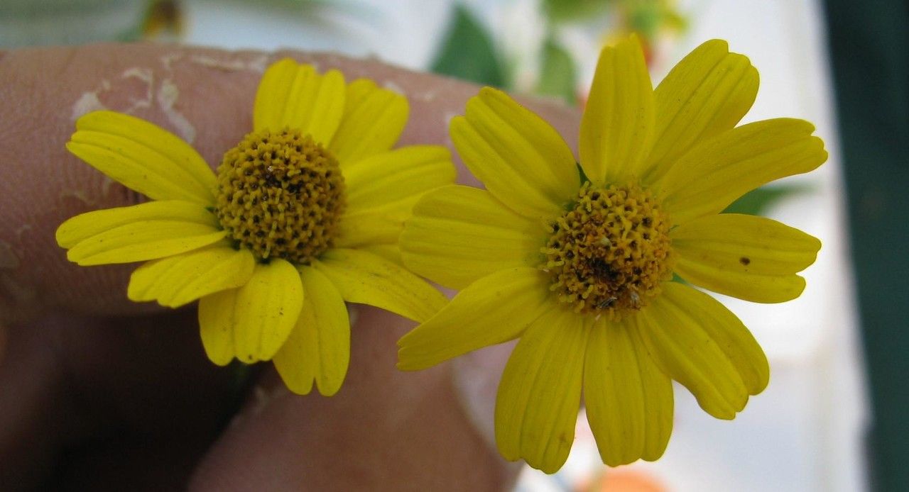 Acmella papposa — houseplant care guide