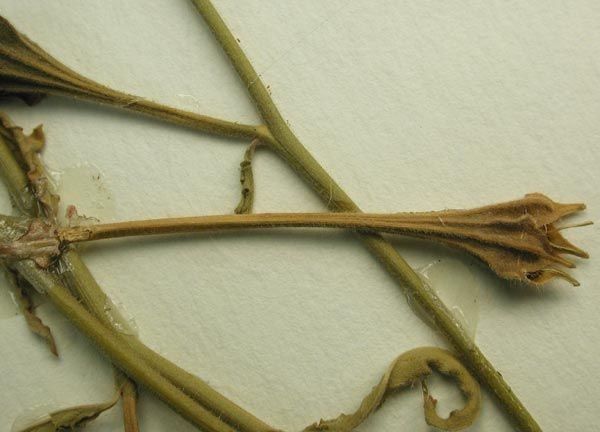 Oenothera kunthiana — search result for 'Oenothera'