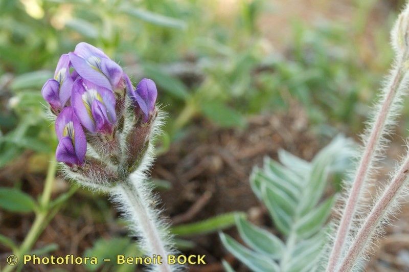 Oxytropis xerophila other