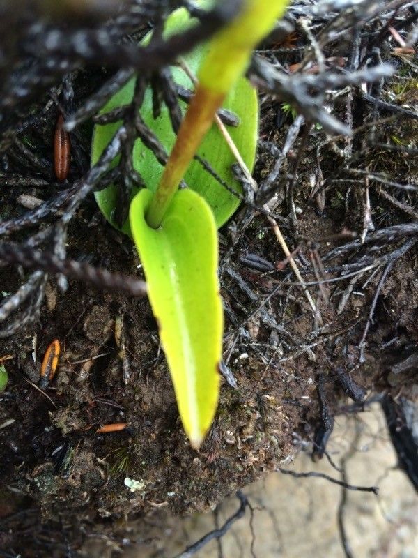 Satyrium amoenum — related species from the same genus
