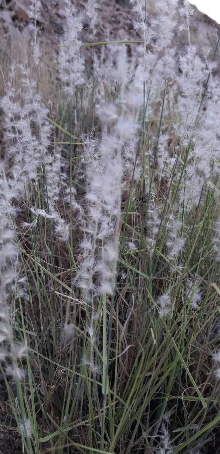 Melinis repens fruit