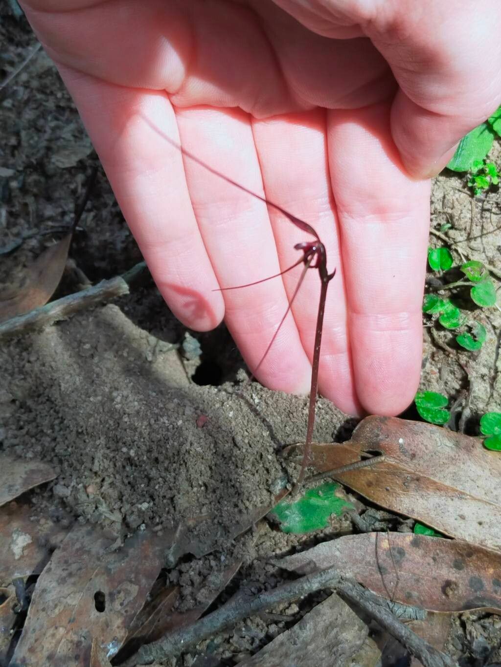 Acianthus caudatus flower