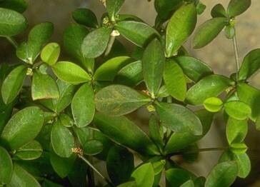 Euphorbia commersonii — houseplant care guide