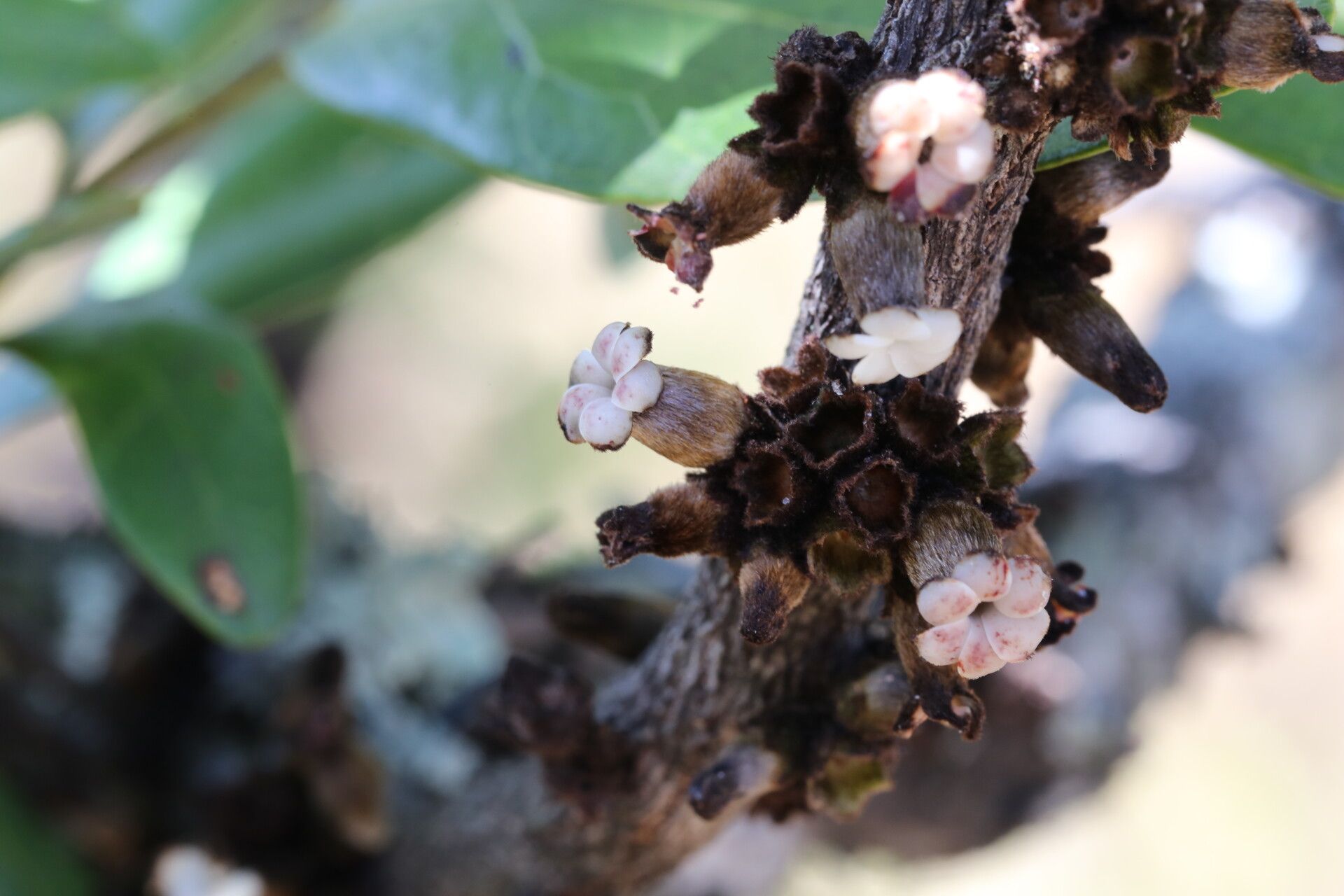 Diospyros batocana flower