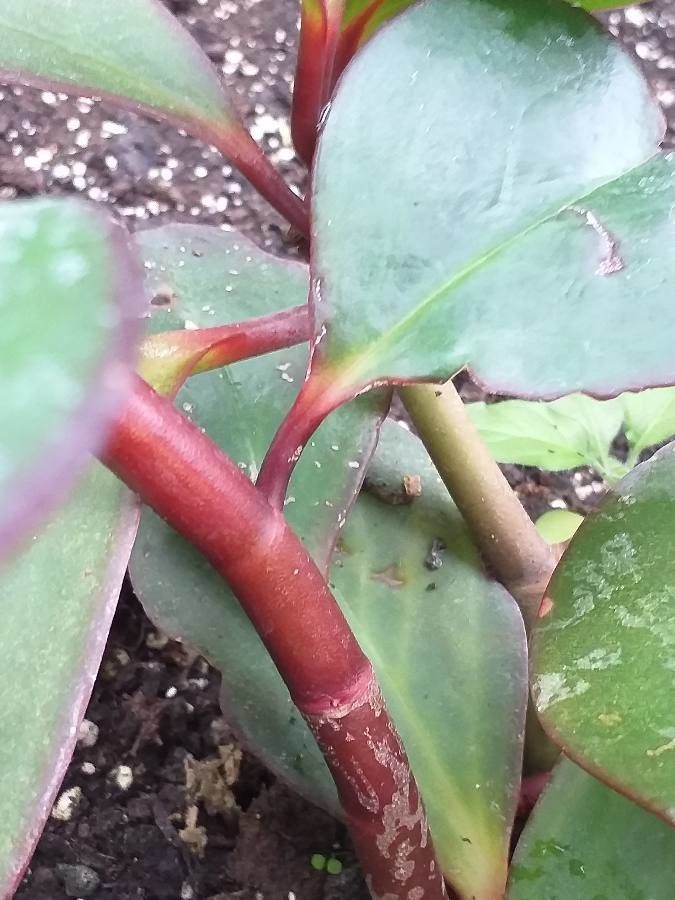 Peperomia saligna bark