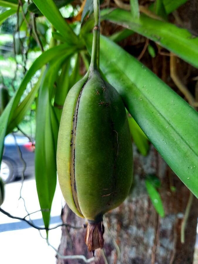 Oncidium sphacelatum fruit