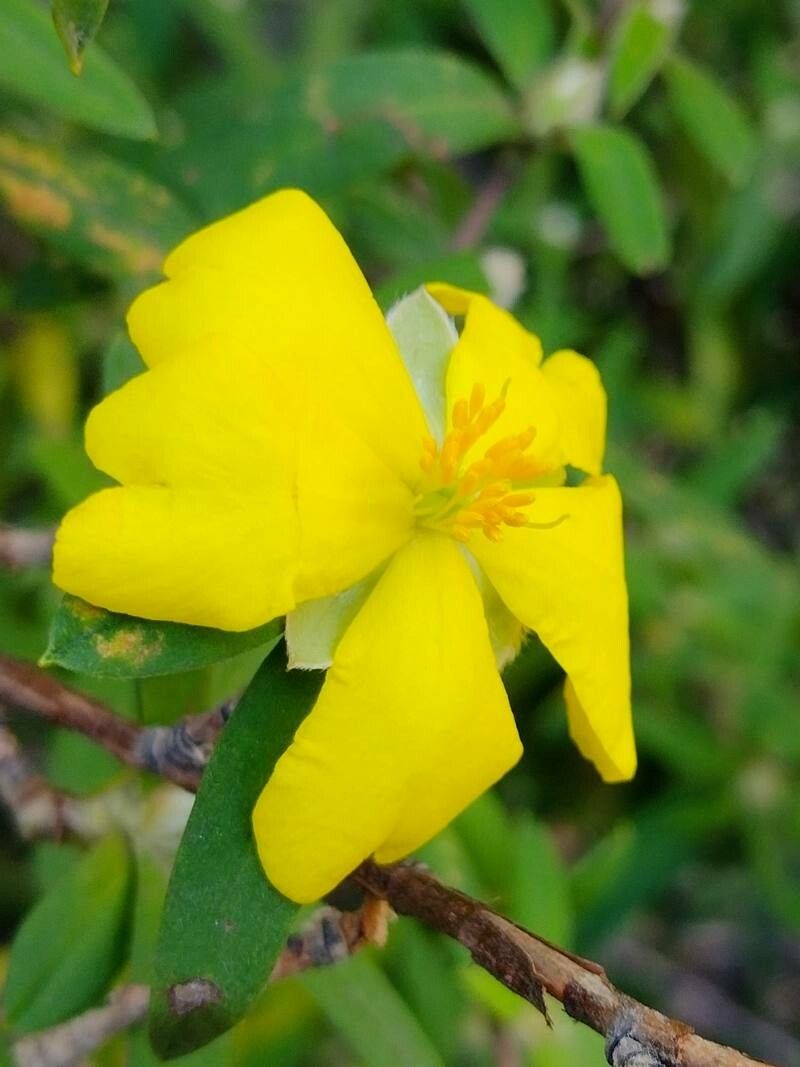 Hibbertia saligna flower