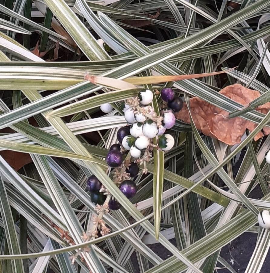 Ophiopogon jaburan fruit